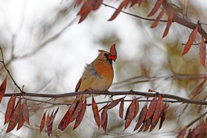 Red Cardinal And The Pod